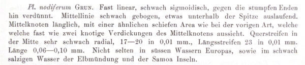 Gyrosigma Nodiferum Orig Descr