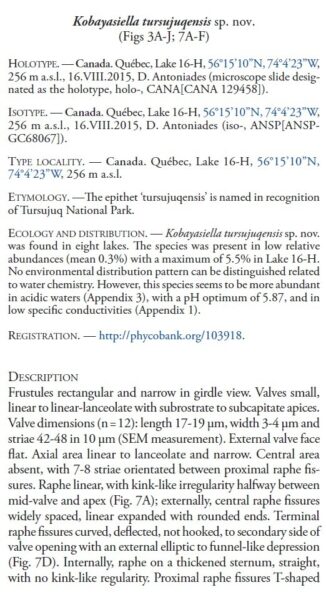 Kobayasiella tursujuqensis orig desc
