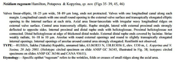 Neidium rugosum original description