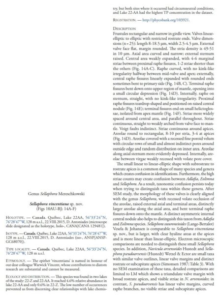 Sellaphora vincentiana orig desc