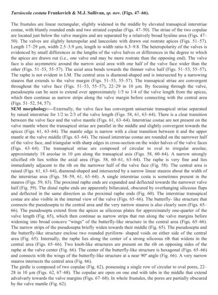 Tursiocola costata orig desc