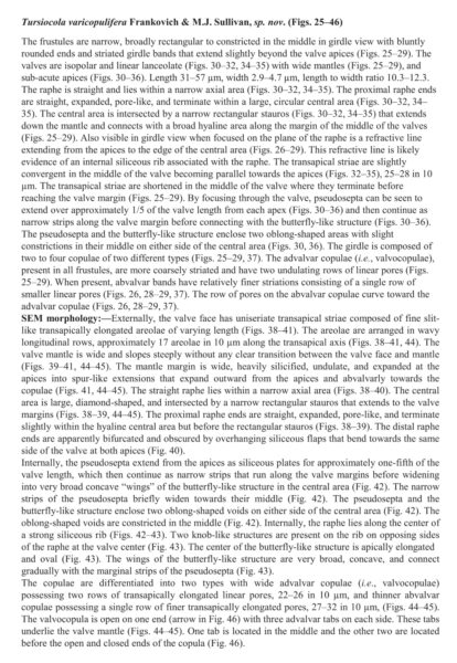 Tursiocola varicopulifera orig desc