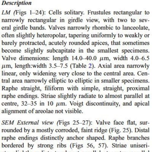 Brachysira chiaruccii Orig Desc 1