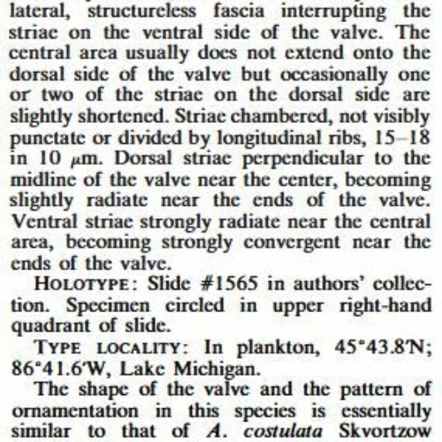 Amphora subcostulata original desc