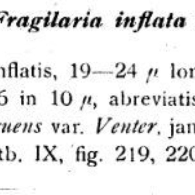 Pseudostaurosira brevistriata var inflata original description
