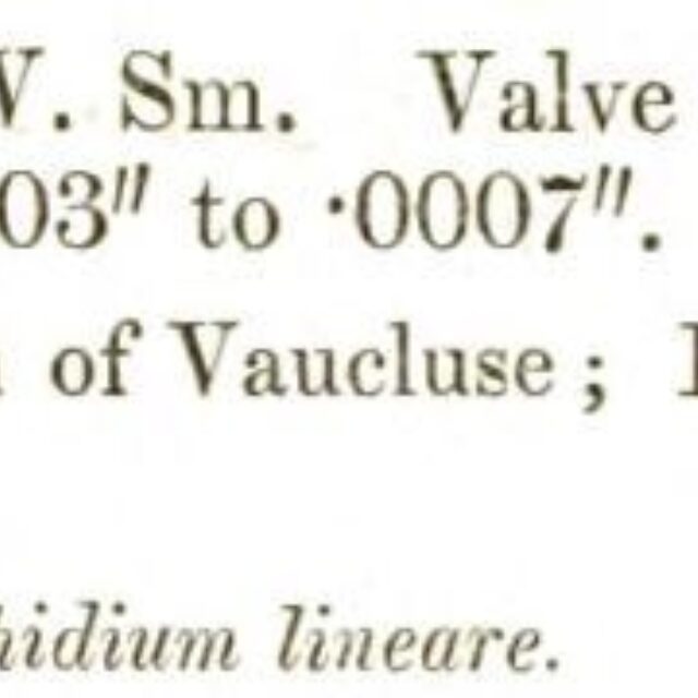 Rossithidium lineare original description