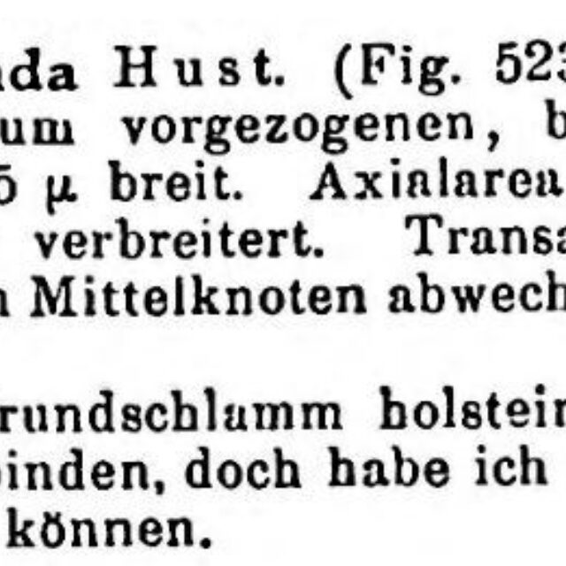 Sellaphora vitabunda orig desc