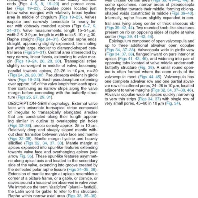 Tursiocola bondei orig desc