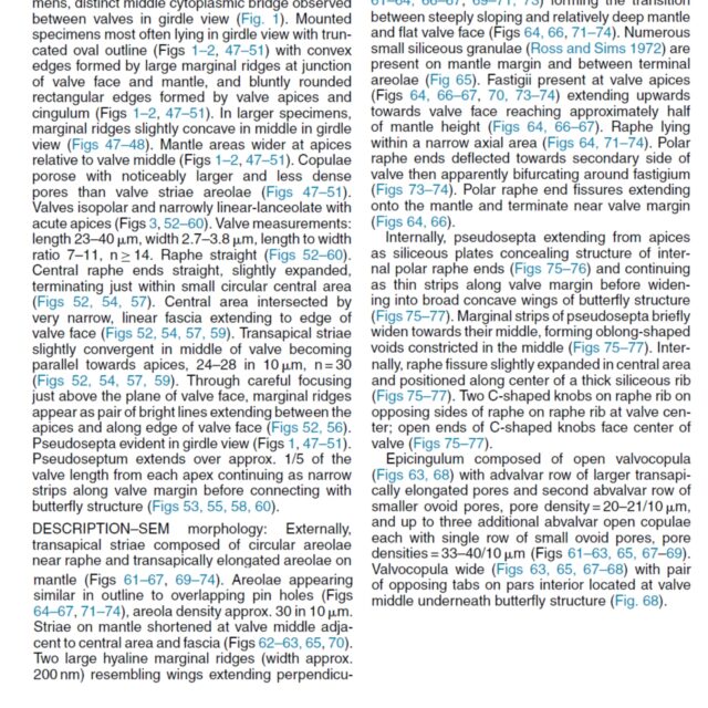 Tursiocola alata orig desc