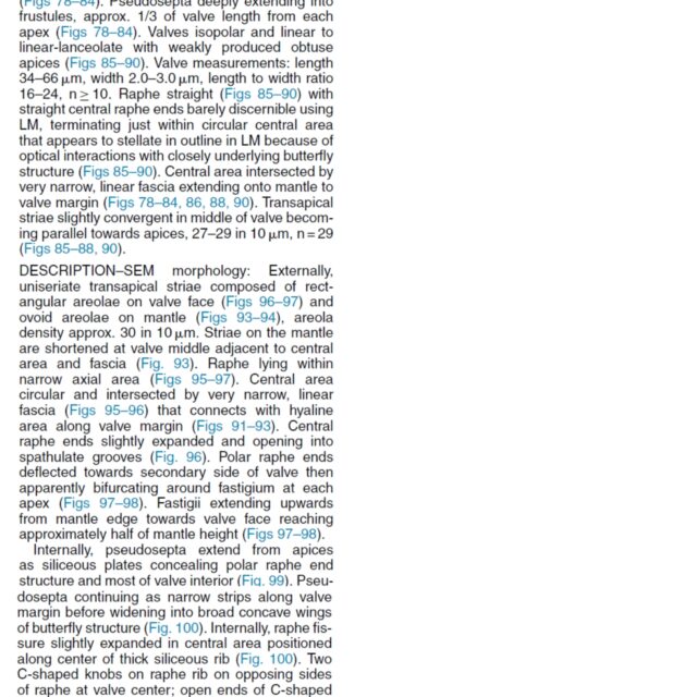 Tursiocola gracilis orig desc