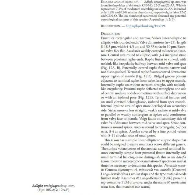 Adlafia Umiujaqensis orig desc