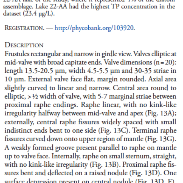Adlafia ossiformis orig desc