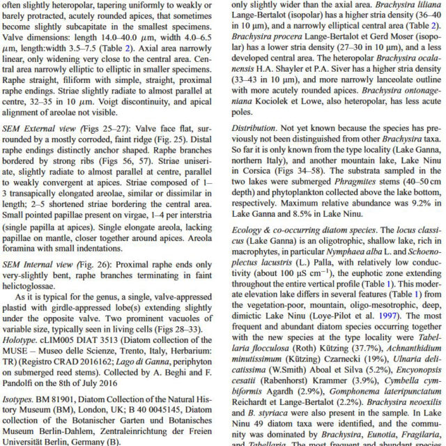 Brachysira chiaruccii Orig Desc 1 2