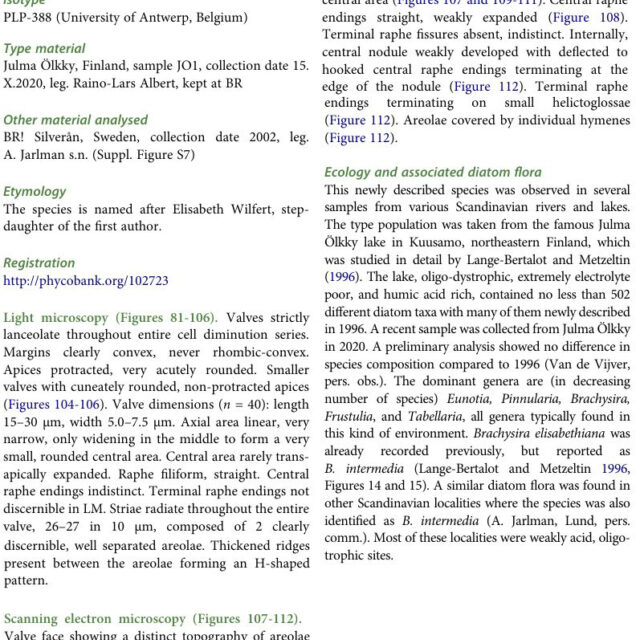 Brachysira elisabethiana original description