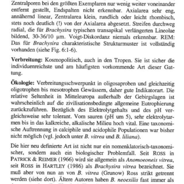Brachysira neoexilis original description