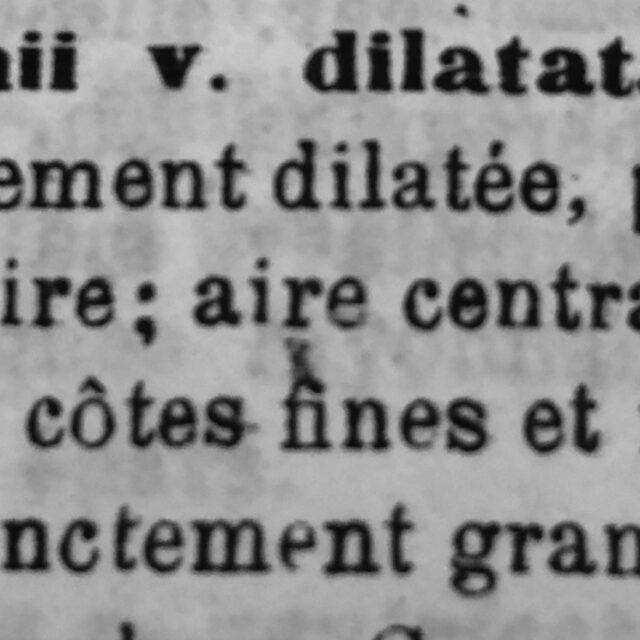 D Iploneis dilatata Orig Descr