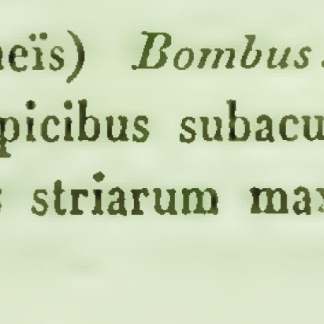 Dbombus Orig Descr Ehr1844
