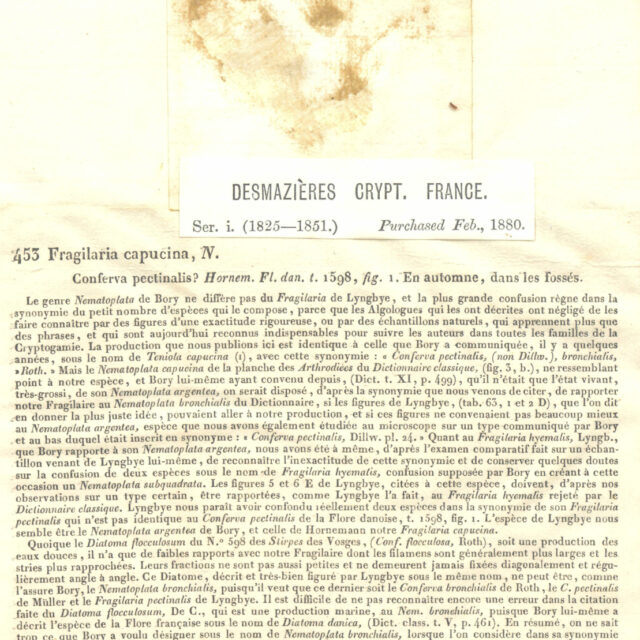 Desmazières453 Fragilaria capucina type