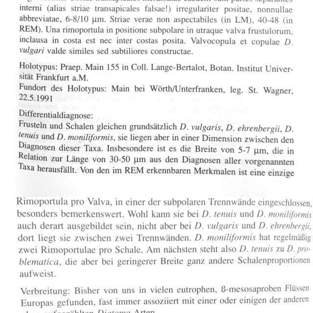Diatoma problematica orig desc