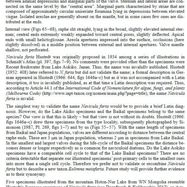 Eolimna metafarta Original Description