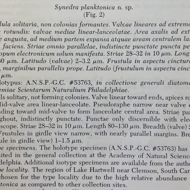 Fragilaria Longifusiformis orig desc