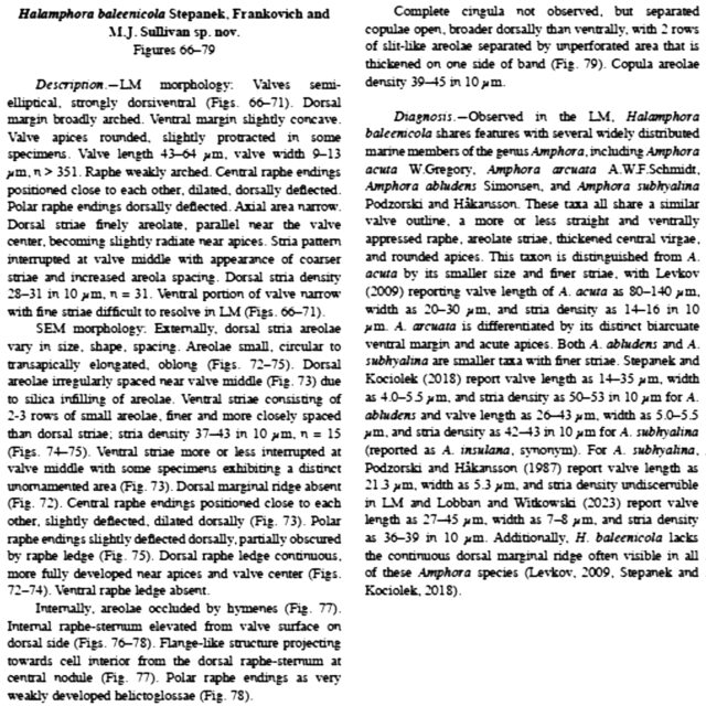 Halamphora baleenicola orig desc