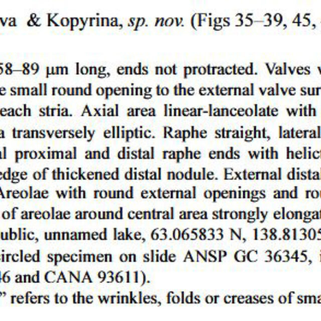 Neidium rugosum original description