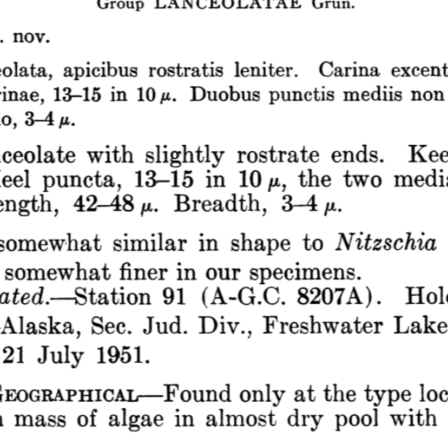 Nitzschia alaskana orig desc