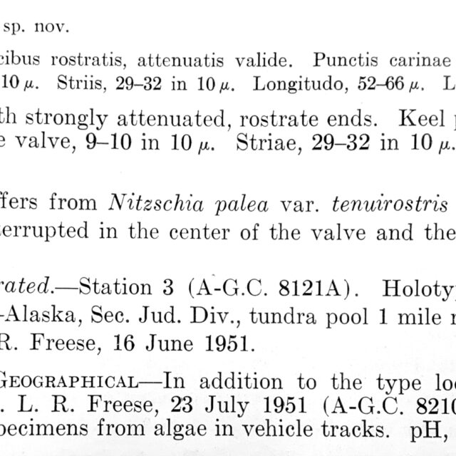 Nitzschia lacunicola orig desc