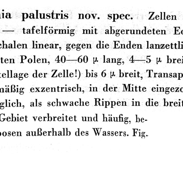 Nitzschia palustris orig desc