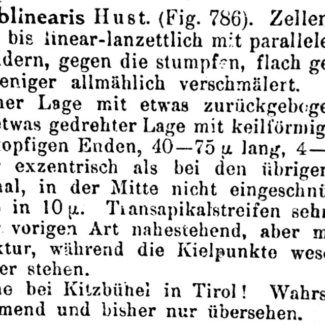 Nitzschia sublinearis orig desc