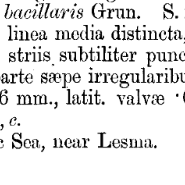 Original description grunow 1877