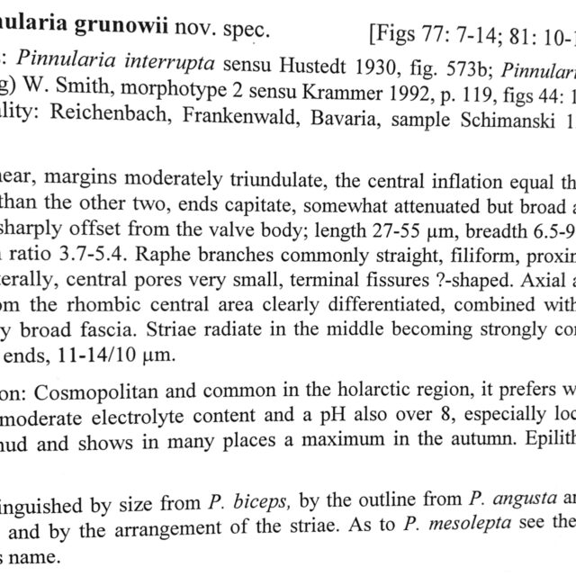 Pinnularia grunowii orig desc