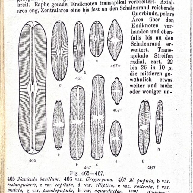 Sellaphora parapupula orig desc