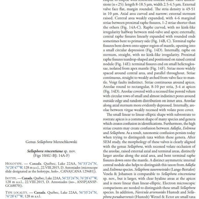 Sellaphora vincentiana orig desc