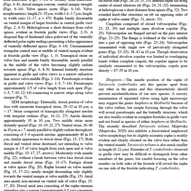 Tursiocola cymbelloides orig desc