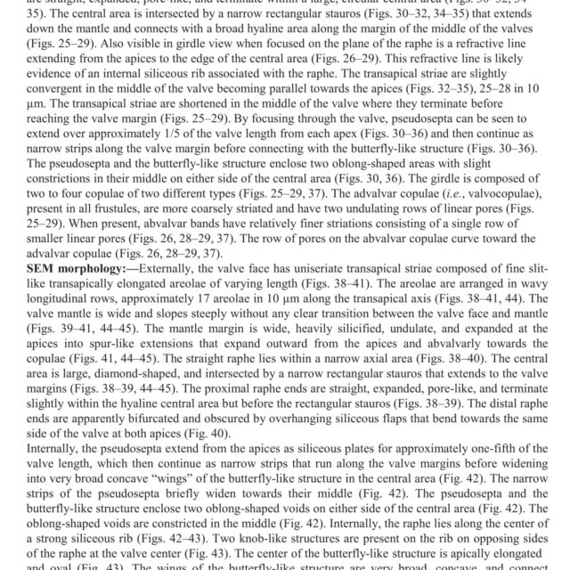 Tursiocola varicopulifera orig desc