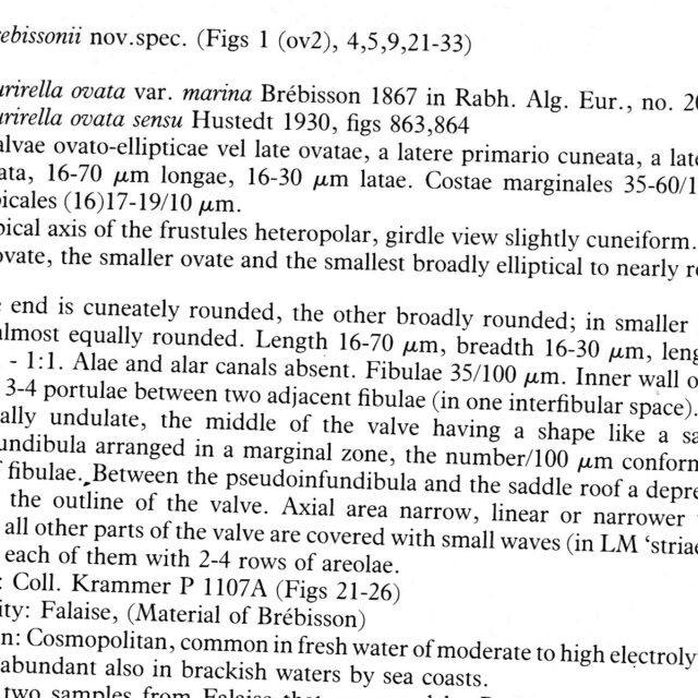 Surirella brebissonii orig descr