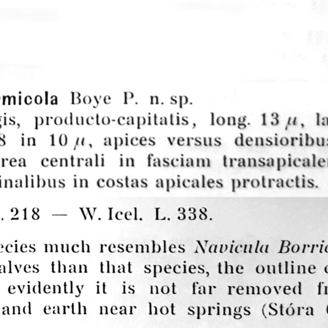 Navicula Thermicola Orig Desc Plate And Text