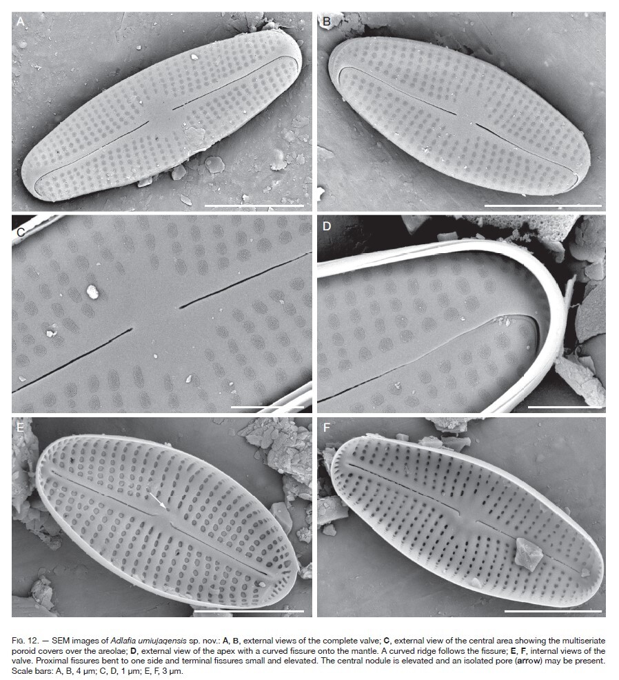 Adlafia Umiujaqensis orig illus2