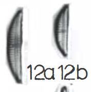 Amphora subcostulata original illustration LM