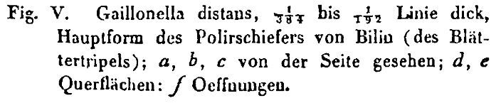 Aulacoseira distans orig desc