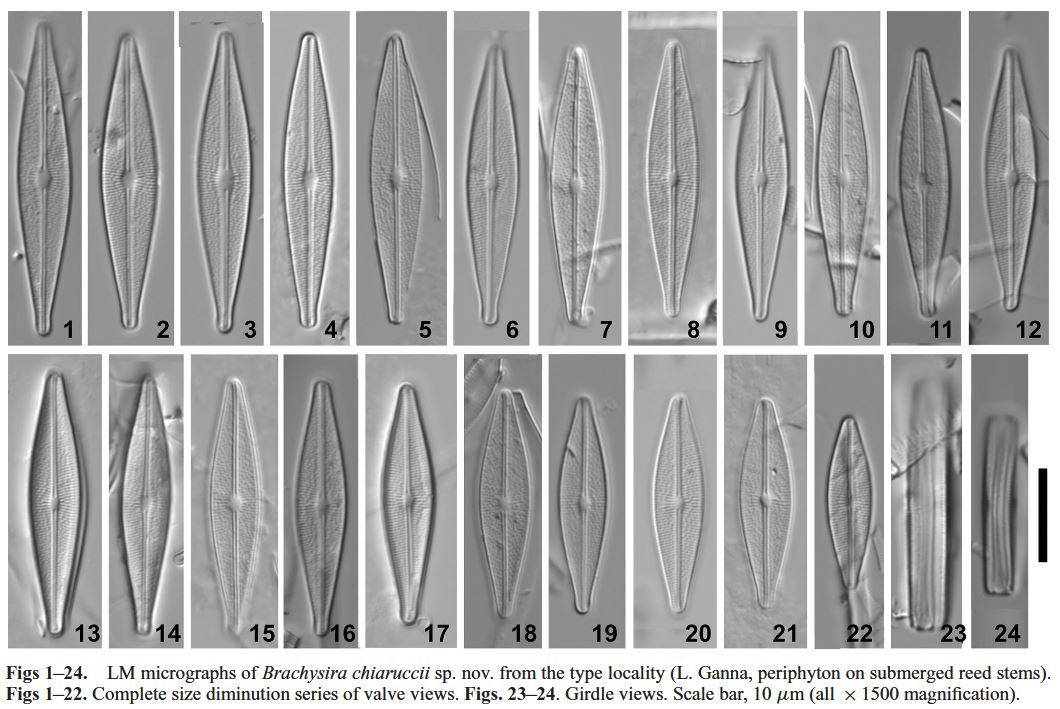 Brachysira chiaruccii Orig LM 1