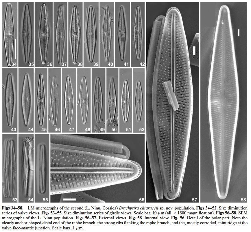 Brachysira chiaruccii Orig LM SEM 1