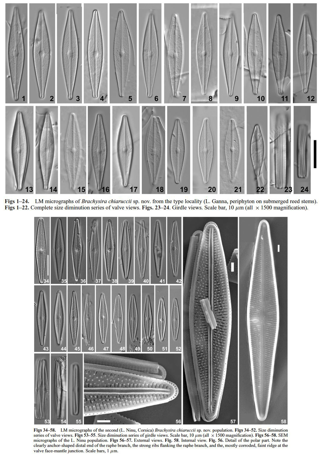 Brachysira chiaruccii Orig LM and SE Ms