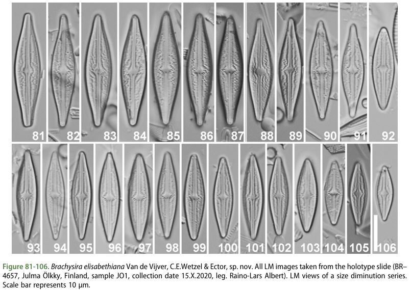 Brachysira elisabethiana original LMs