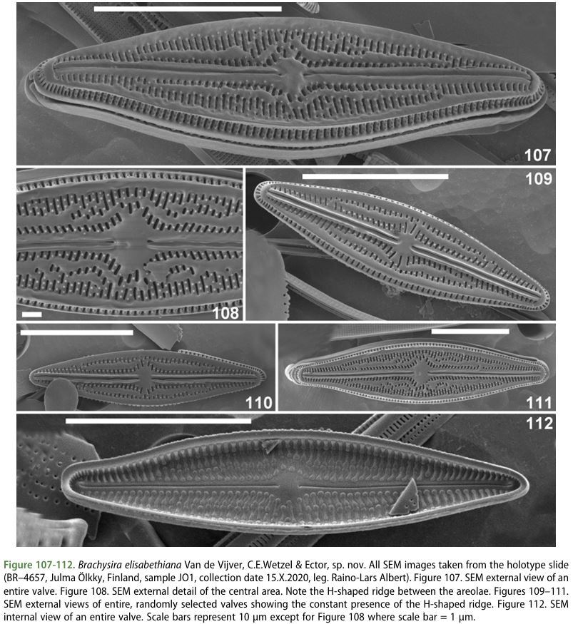 Brachysira elisabethiana original SEMs