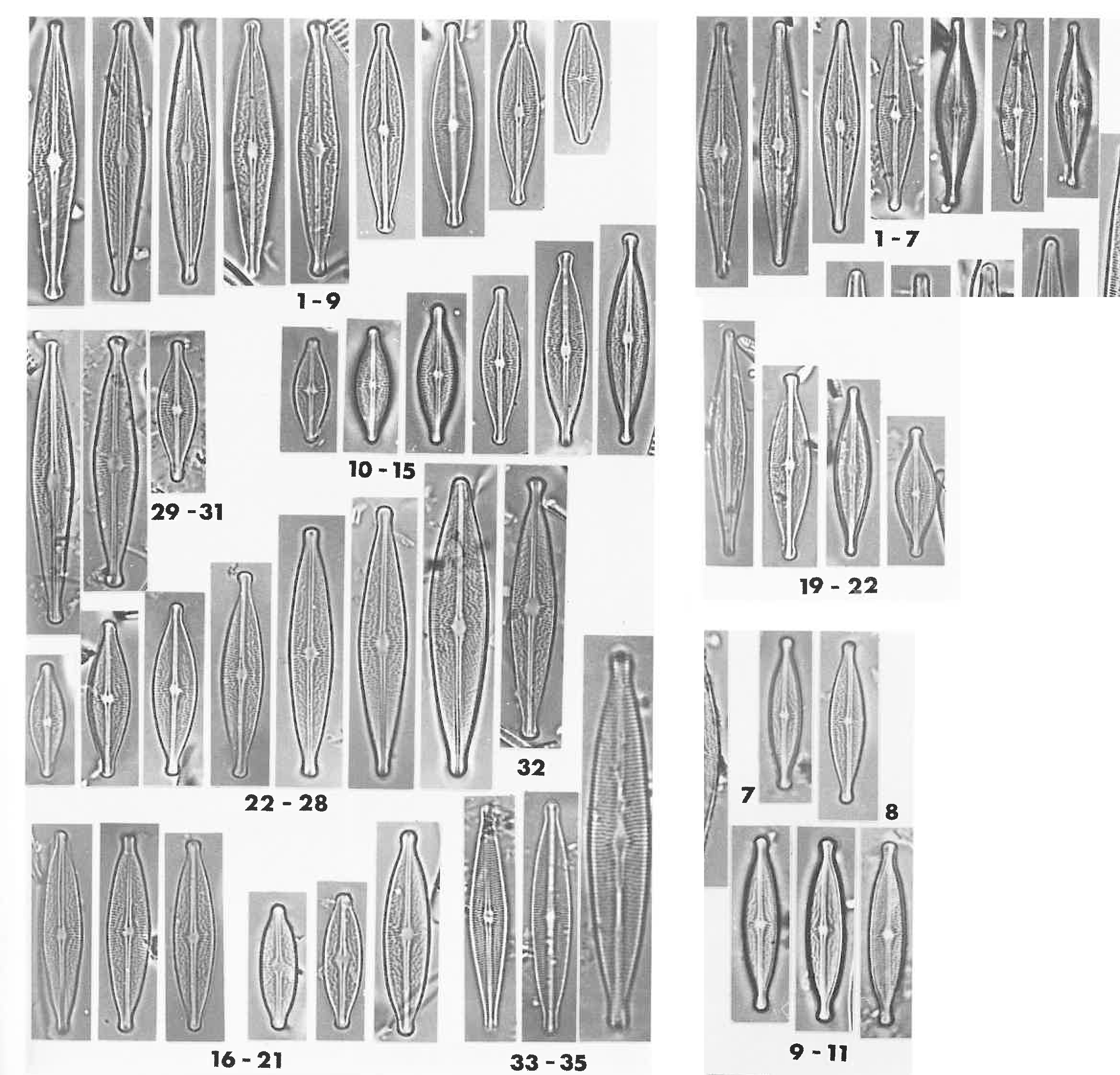 Brachysira neoexilis Orig LM