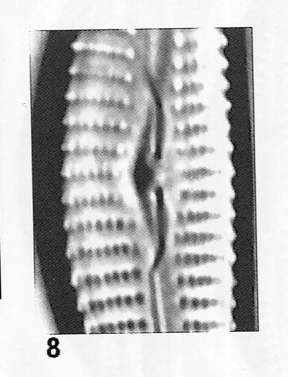 Cymbella hantzschiana orig illus