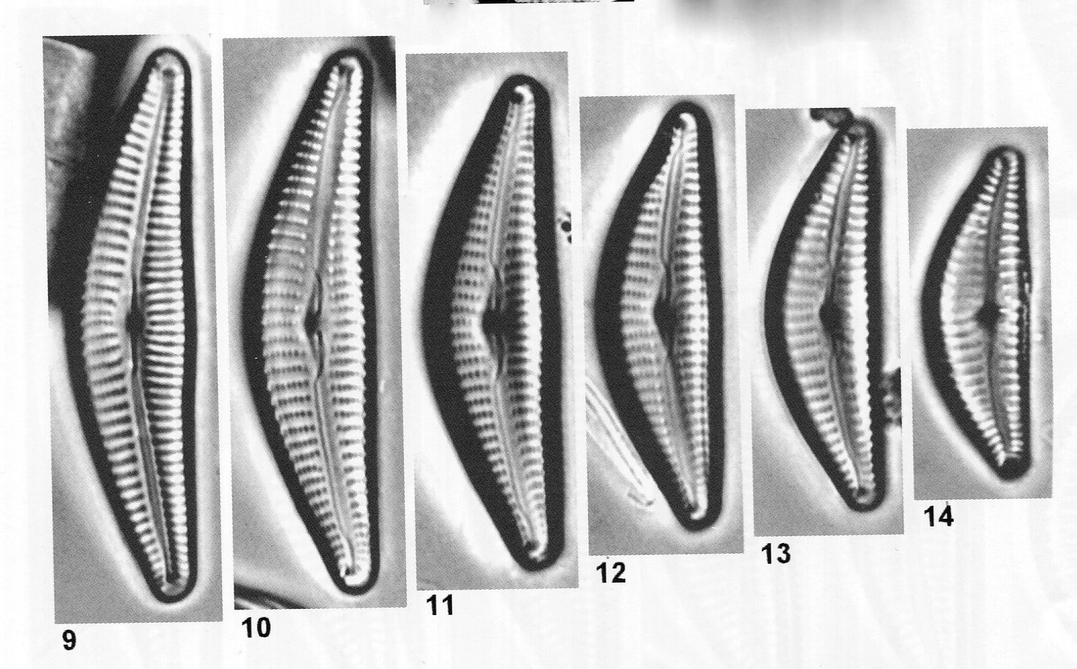 Cymbella hantzschiana orig illus 2